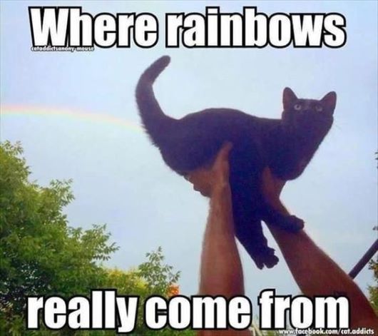 rainbows 2.jpg