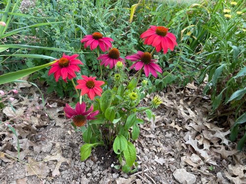 RedConeflowers.jpg