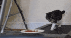 ReflectingLimpEquine-max-1mb.gif