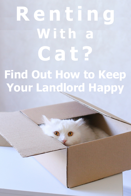 Renting With a Cat? Find Out How to Keep Your Landlord Happy