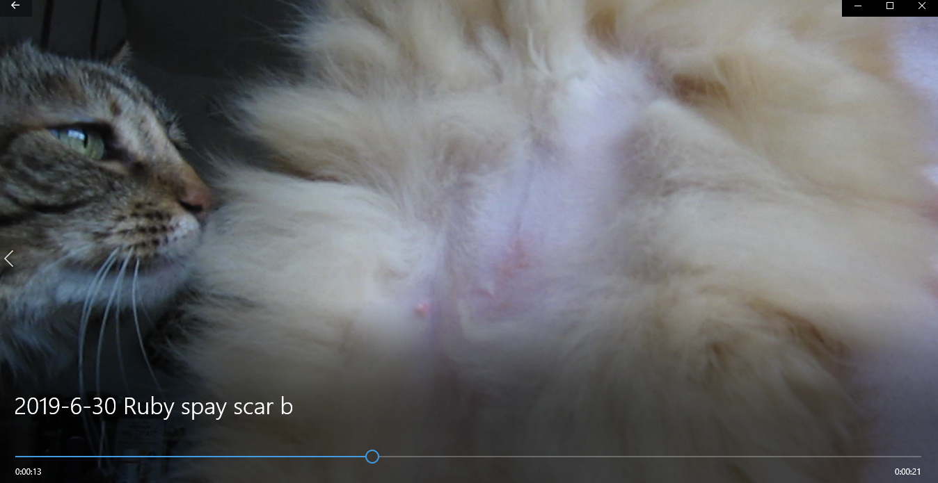 Ruby's spay scar f.PNG