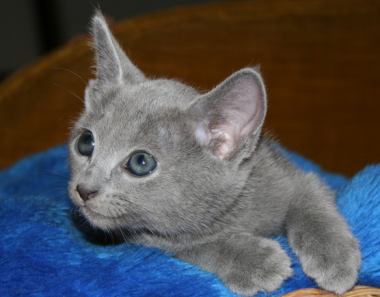 russian-blue-kittens-8.jpg
