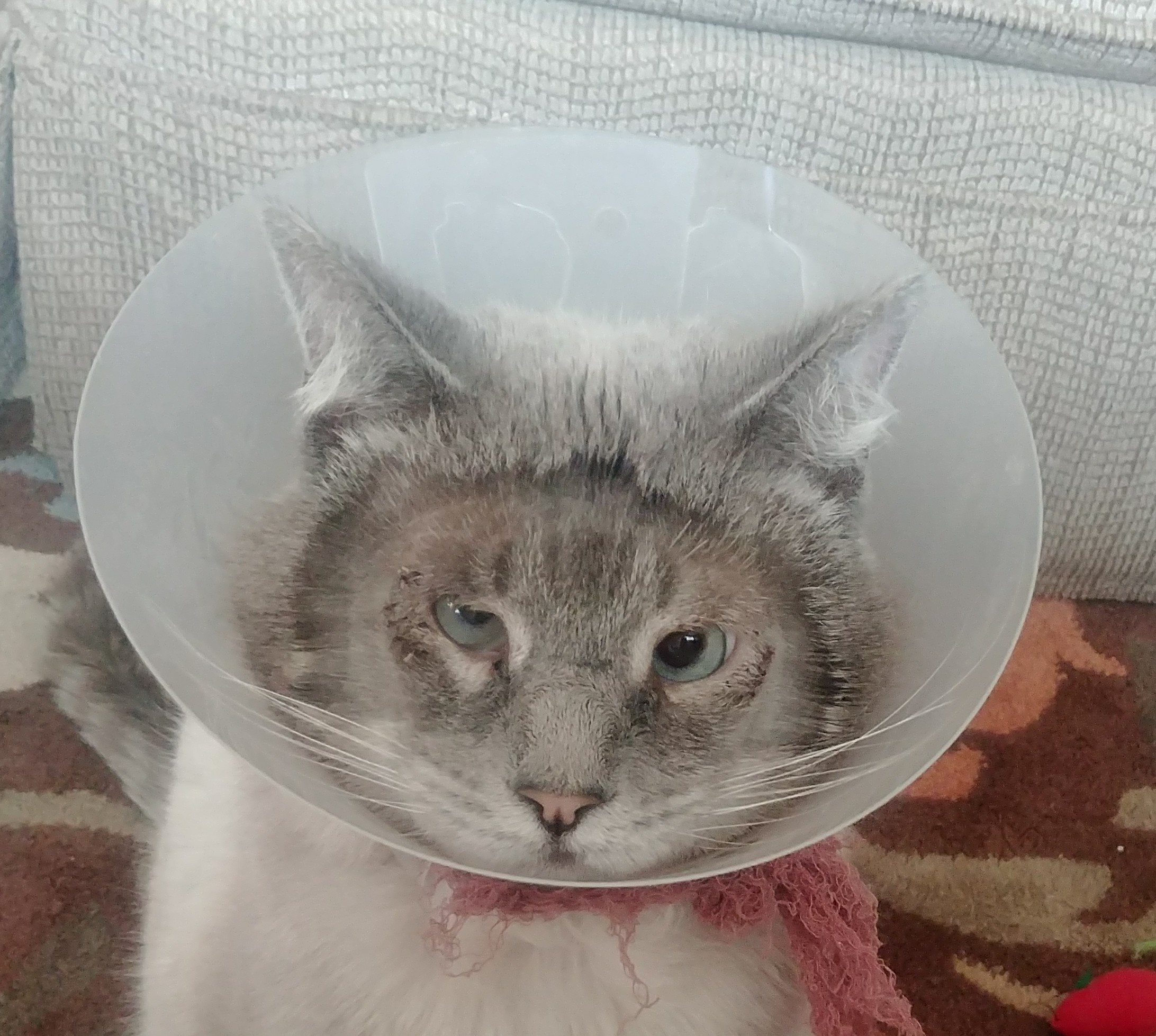 Entropion Surgery, What To Expect Afterwards? TheCatSite