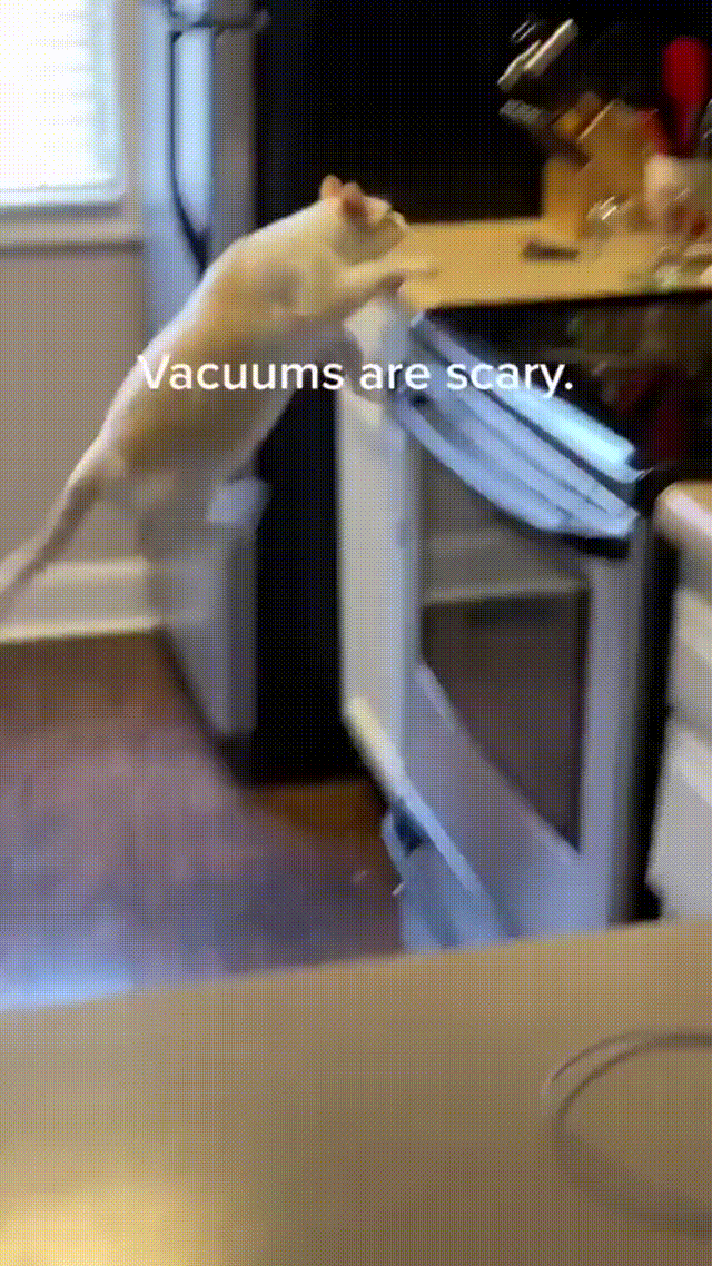 scared-of-the-vacuum.gif