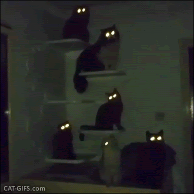 Scary Cat GIF • 6 cats in the darkness with laser eyes. The real meaning of glowing in the dark.gif