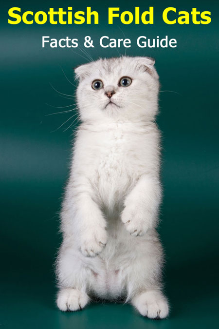 Scottish Fold Cats: Facts And Care Guide. Detailed information about this cat breed, including care guide, breed history and more.