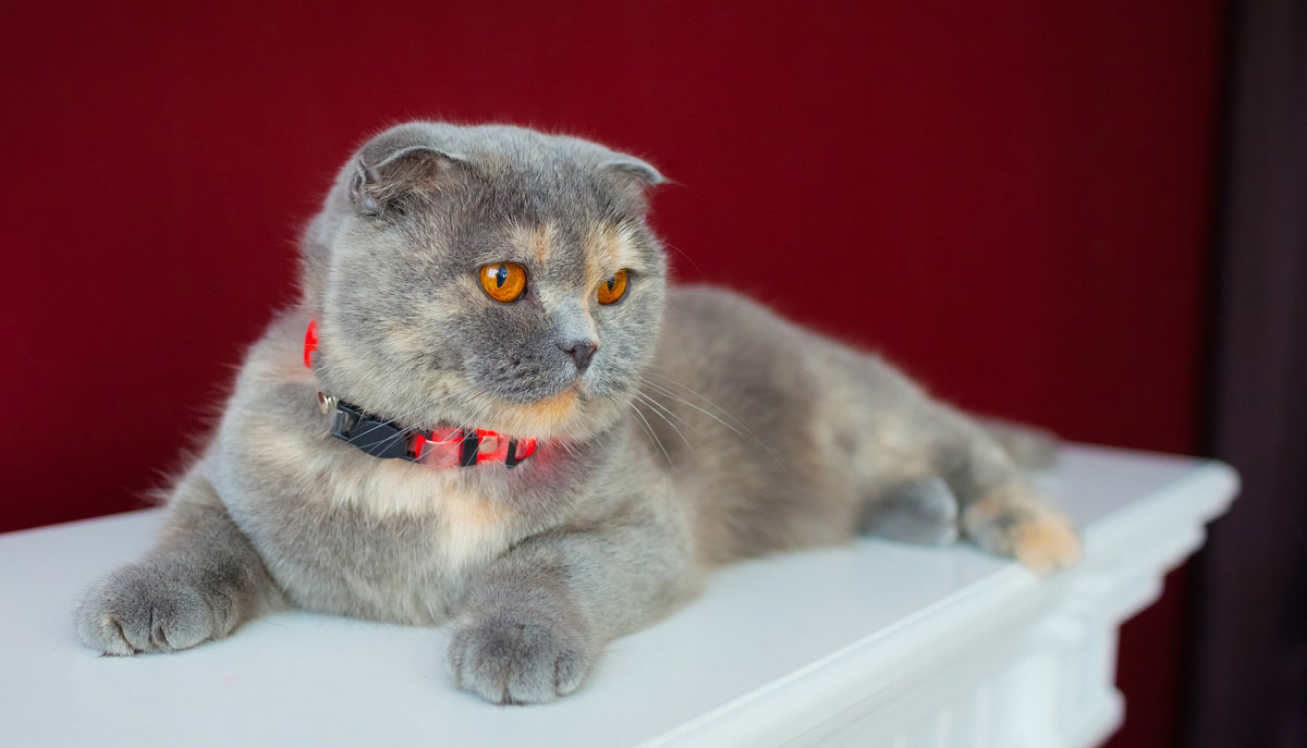 Diluted calico Scottish Fold cat