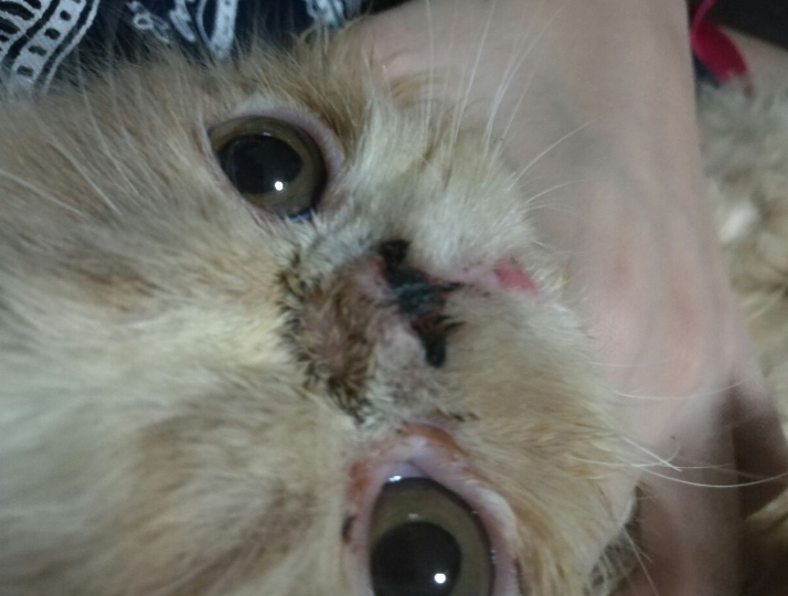 Ringworm In Cats Nose