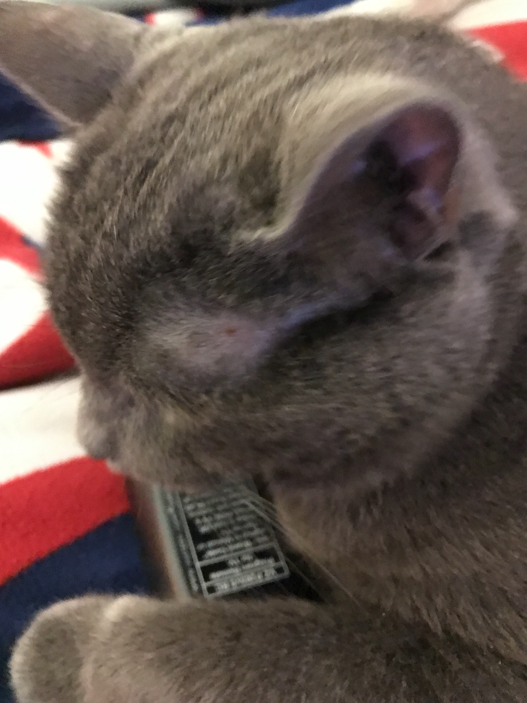 Cat Has Some Small Bumps On Outside Of Ear TheCatSite