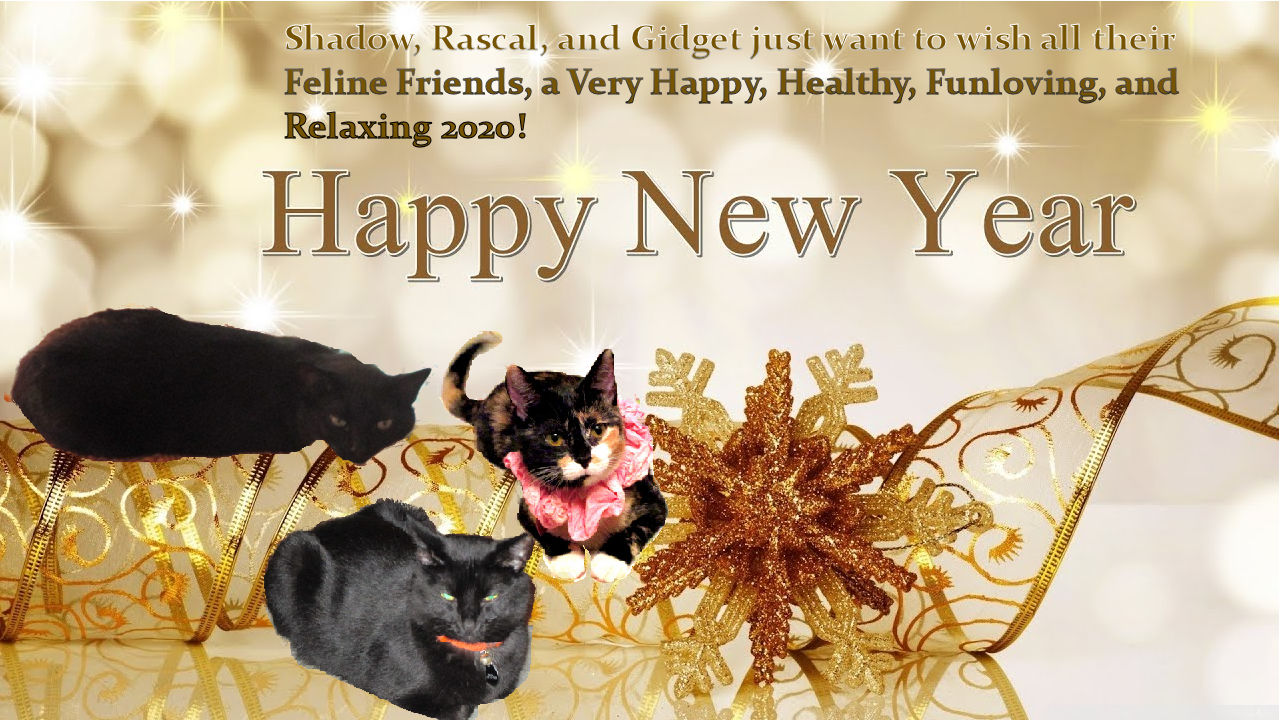 Shadow,Rascal, Gidget New Year 2020.jpg