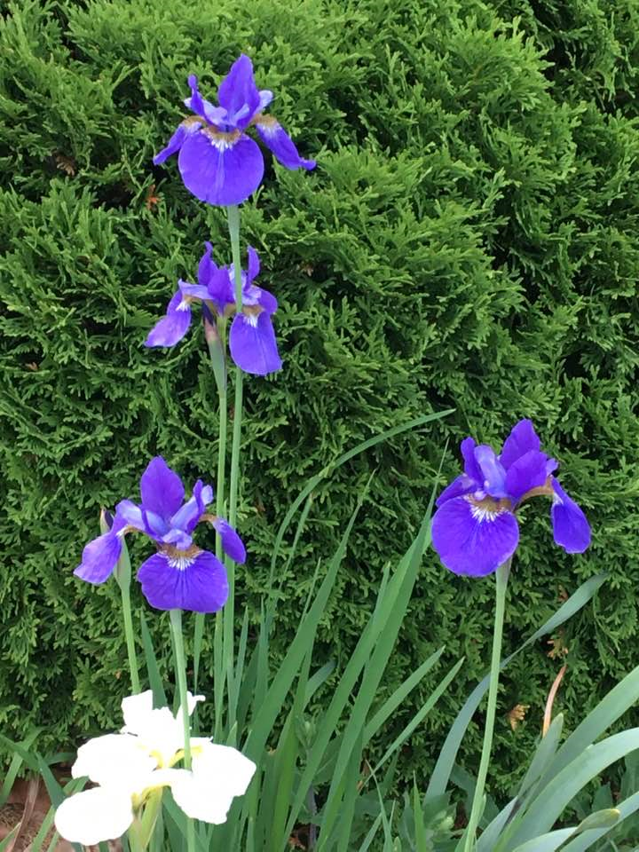 Siberian Iris.png