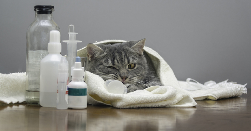 Caring for a sick cat