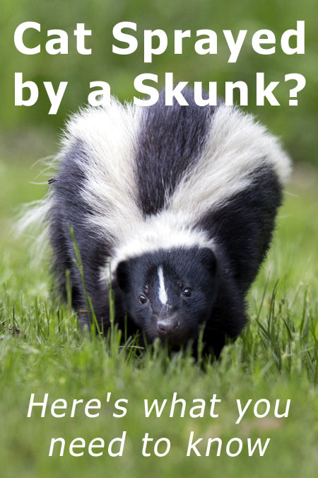 Cat Skunk Smell Removal: How To Help Your Feline Friend After A Skunk Encounter
