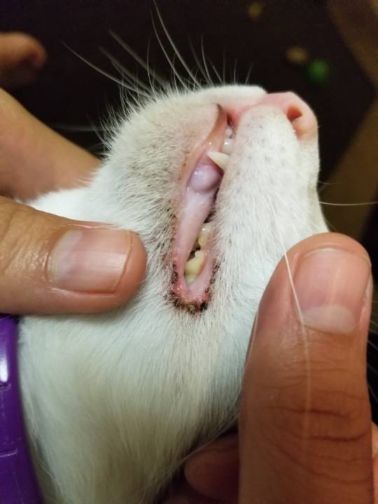 Scabs/crust Along Mouth TheCatSite