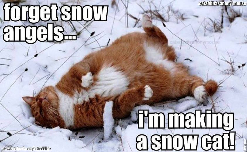 snow cat.jpg