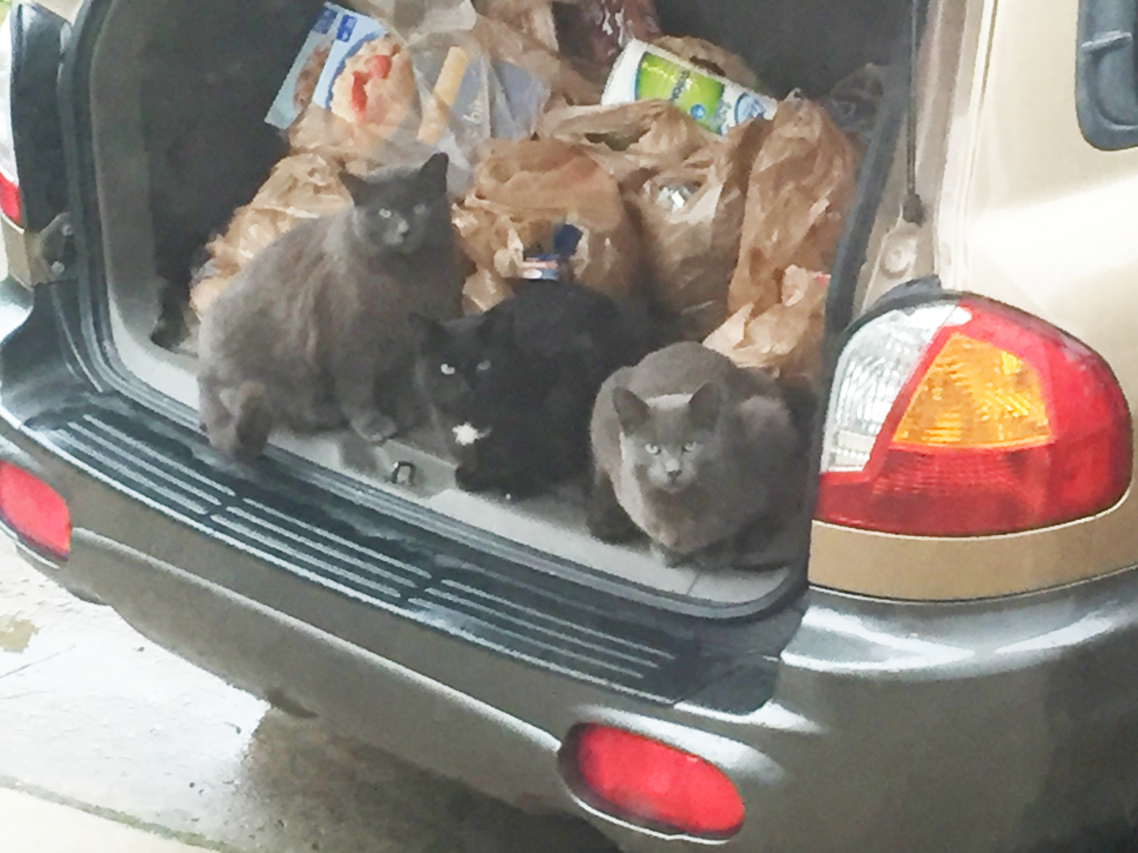 Sookie, Crosby, Brady help with the groceries.jpg