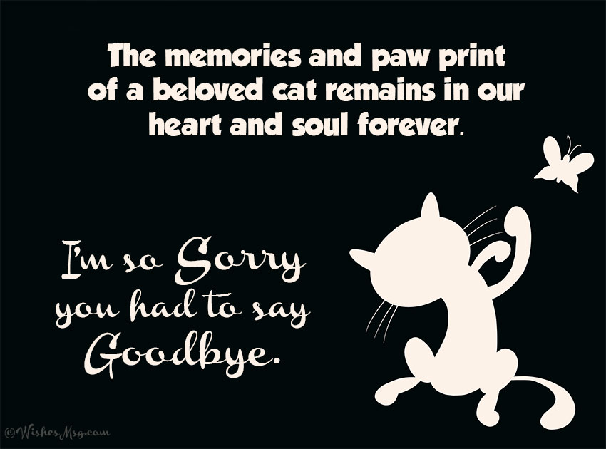 Sorry-for-The-Loss-of-Your-Cat-Message.jpg