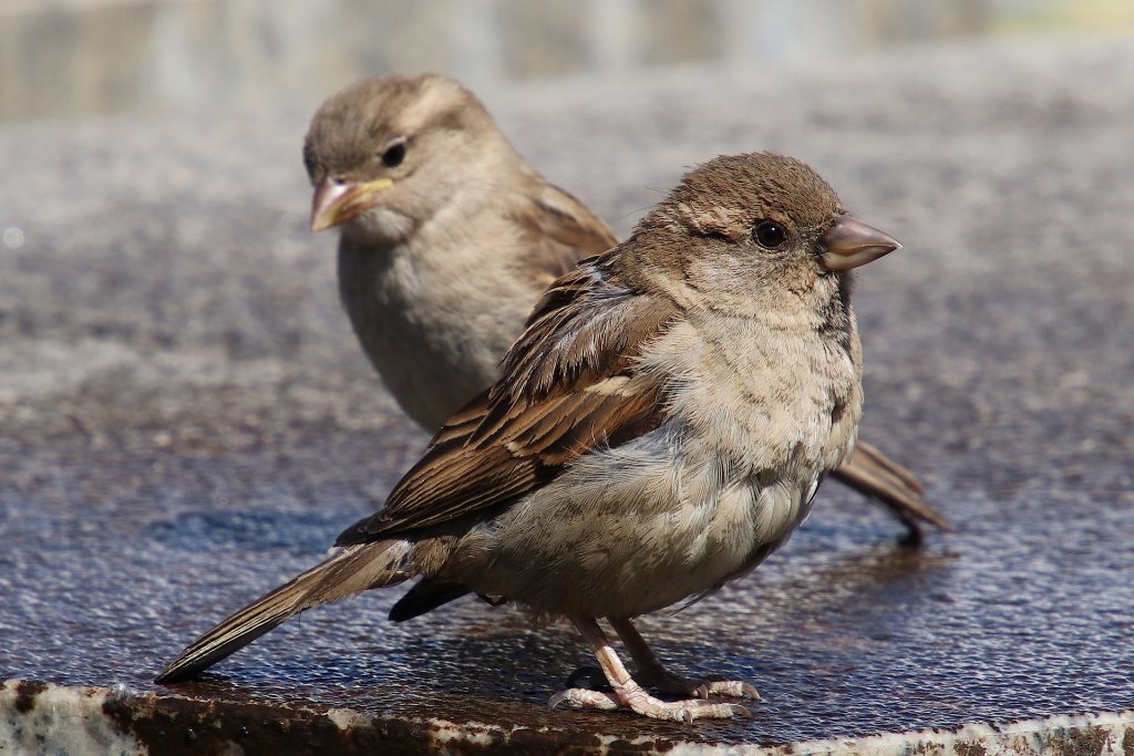 sparrows-3422216_1920-1024x683.jpg
