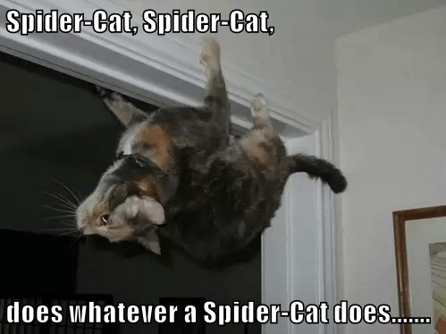 spidercat.png