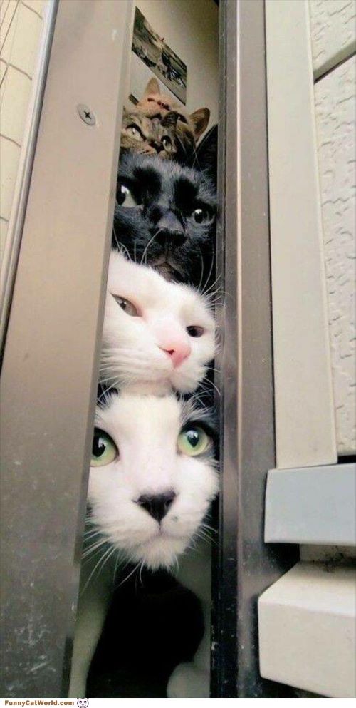 stacking-up-kitties smaller.jpg