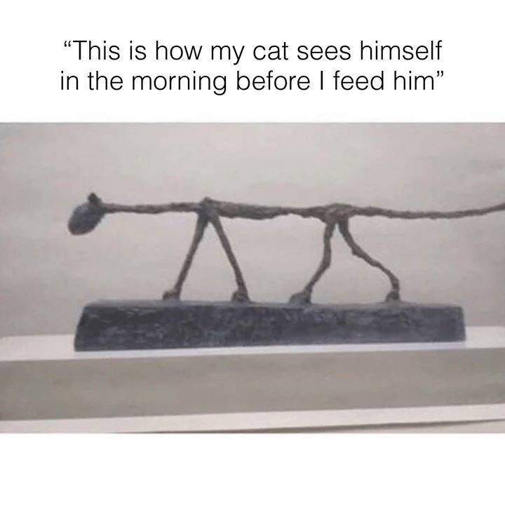 starving-cat.jpg