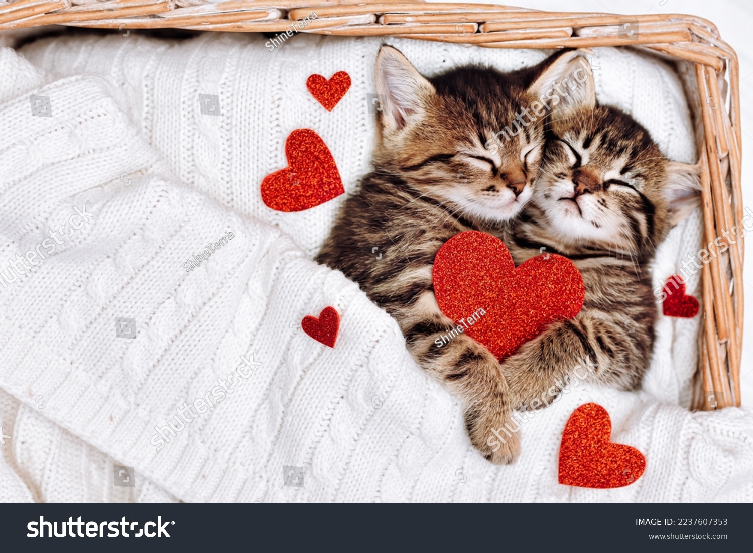 stock-photo-a-couple-of-happy-kittens-sleep-together-in-a-cozy-basket-kittens-loving-each-othe...jpg