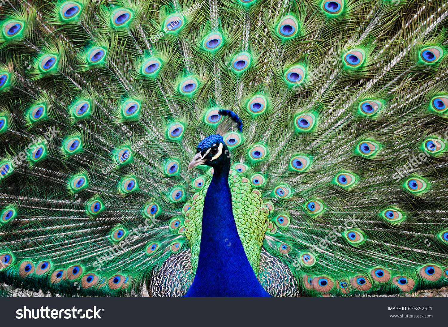 stock-photo-peacock-with-feathers-spread-676852621.jpg