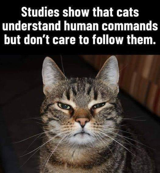 Studies on cats.jpg