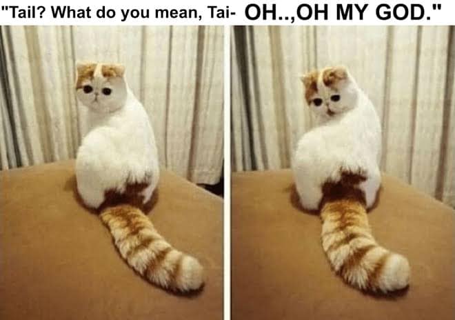 tail.jpg