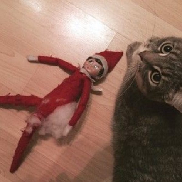 Ten-Christmas-Cats-Who-Give-Their-Opinion-On-the-Elf-on-the-Shelf-7-600x600.jpg