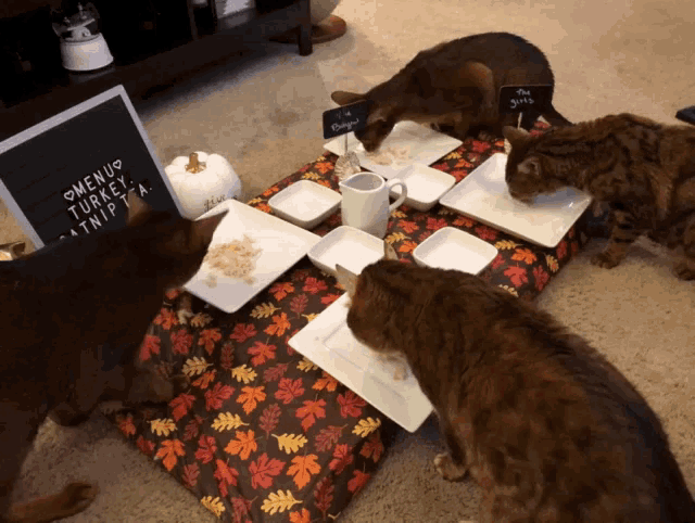 thanksgiving-happy-cats.gif