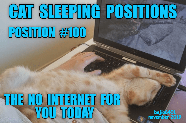 the-guide-to-cat-sleeping-positions (1).png
