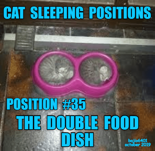 the-guide-to-cat-sleeping-positions.png