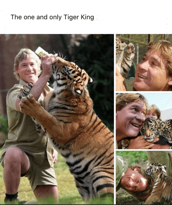 the-one-and-only-tiger-king-pics-of-steve-irwin-playing-and-feeding-tigers.png