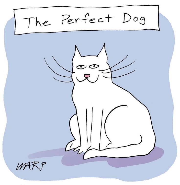 The Perfect Dog.jpg