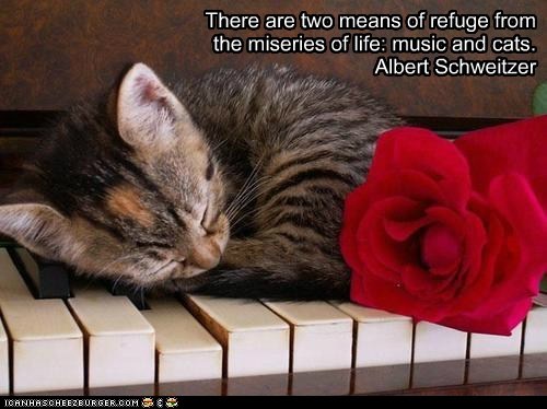 there-are-two-means-of-refuge-from-the-miseries-of-life-music-and-cats-albert-schweitzer.jpg