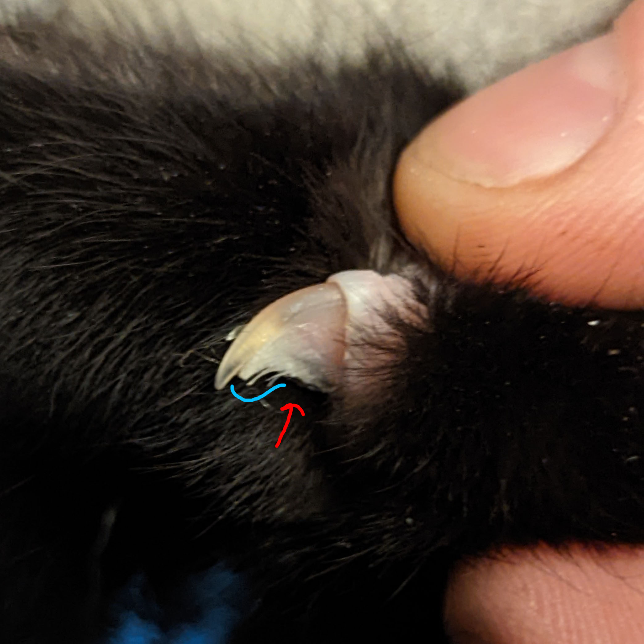 Cat has dark spots on nails. Is this fungus or dirt? Should I be ...