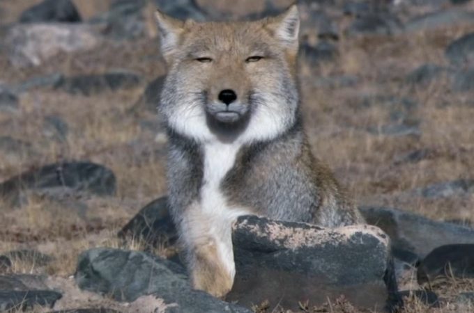 tibetan-sand-fox-pics.jpg