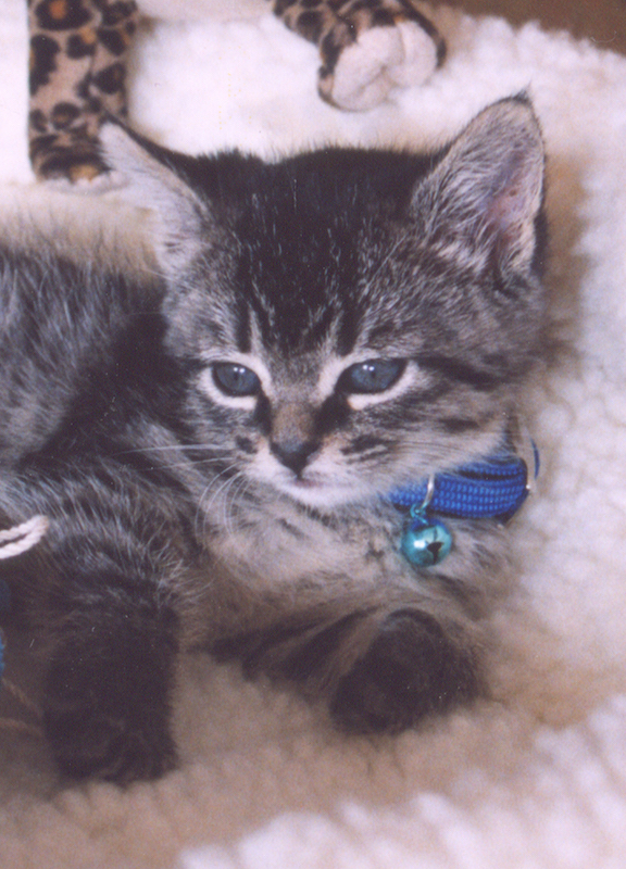 Tiny Chessi Kitten.jpg