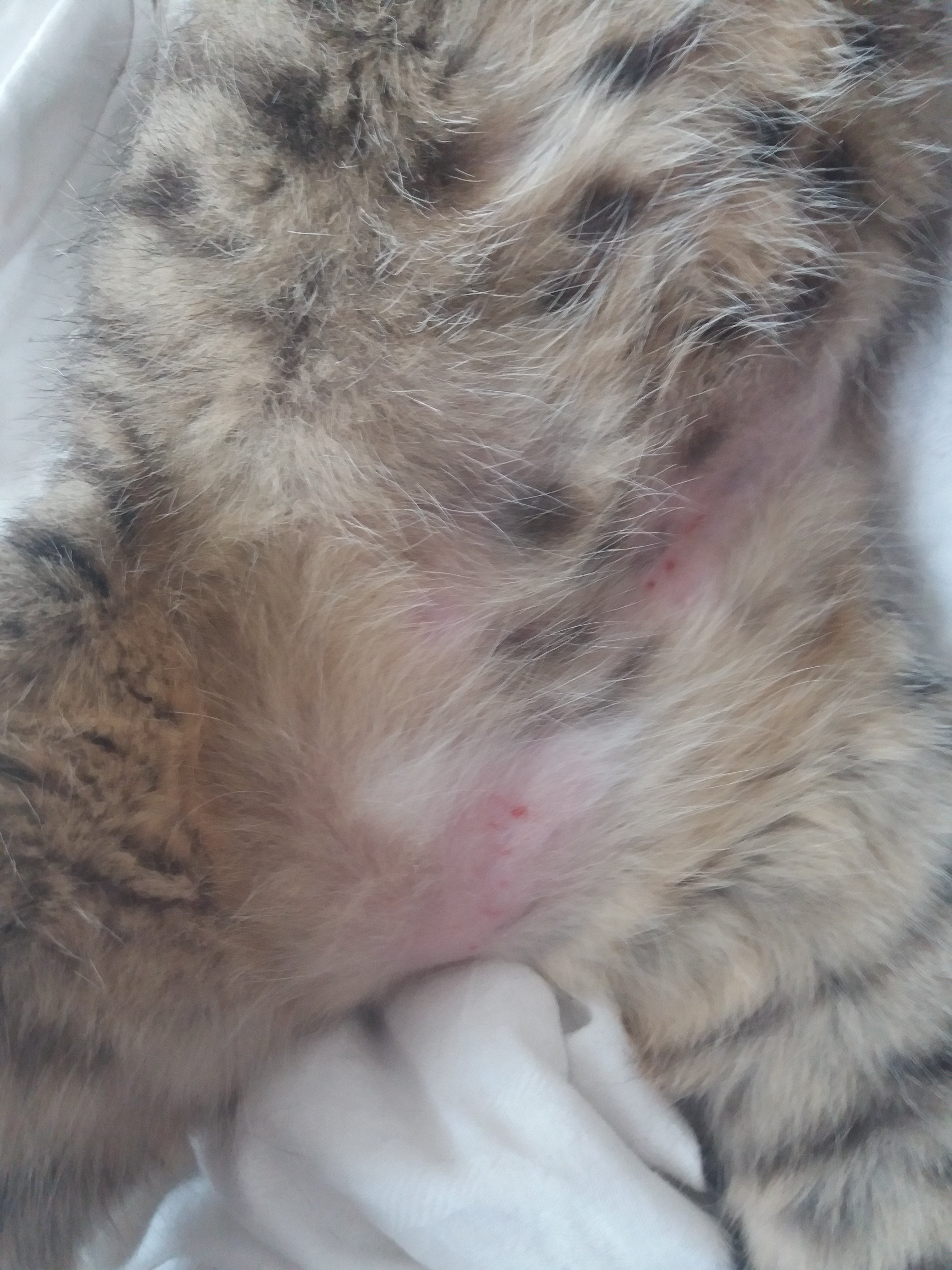 Cats Skin Has Many Red Spots And He Seems Itchy Pictures Thecatsite