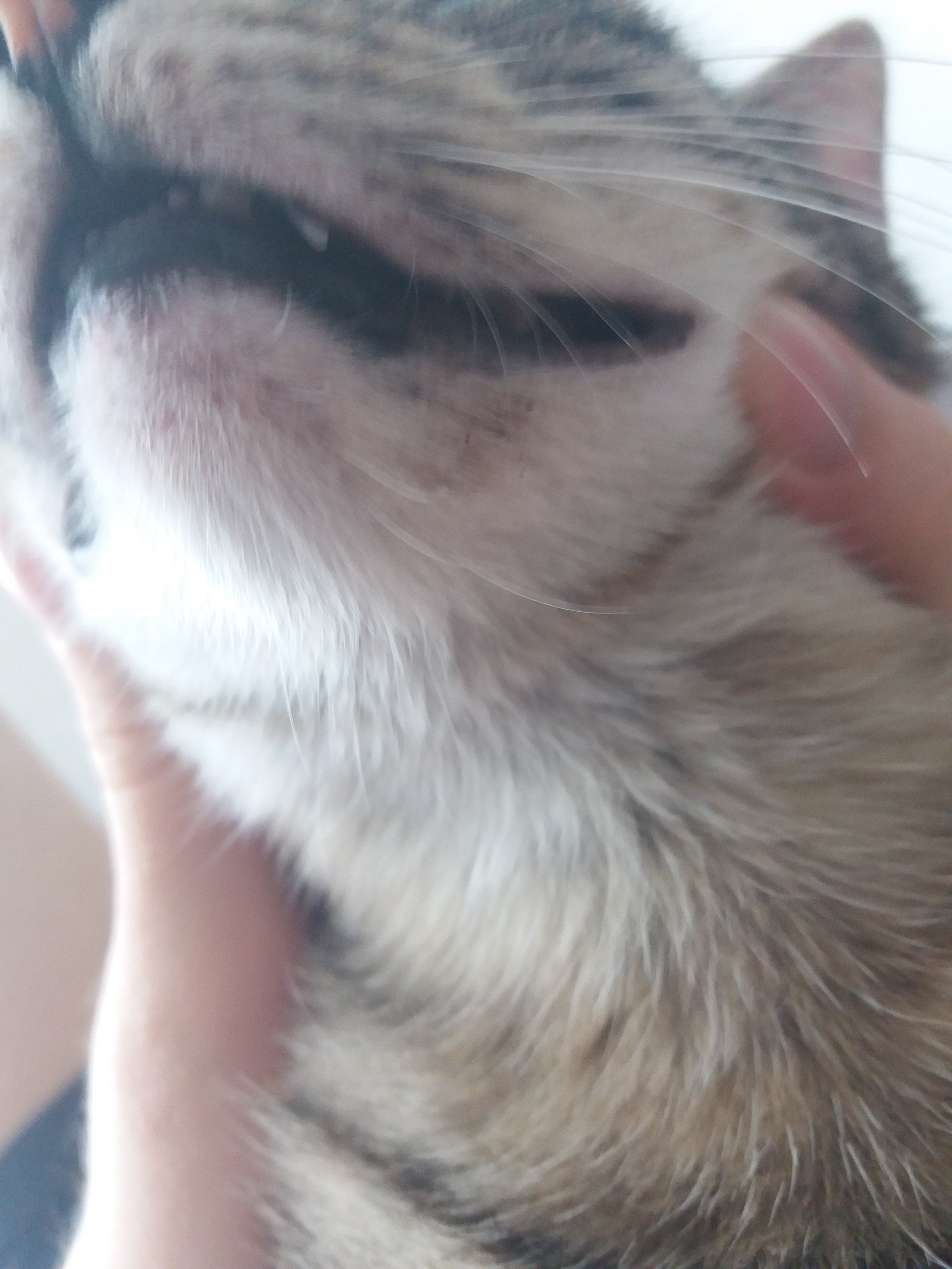 Cat's Skin Has Many Red Spots And He Seems Itchy (pictures) TheCatSite