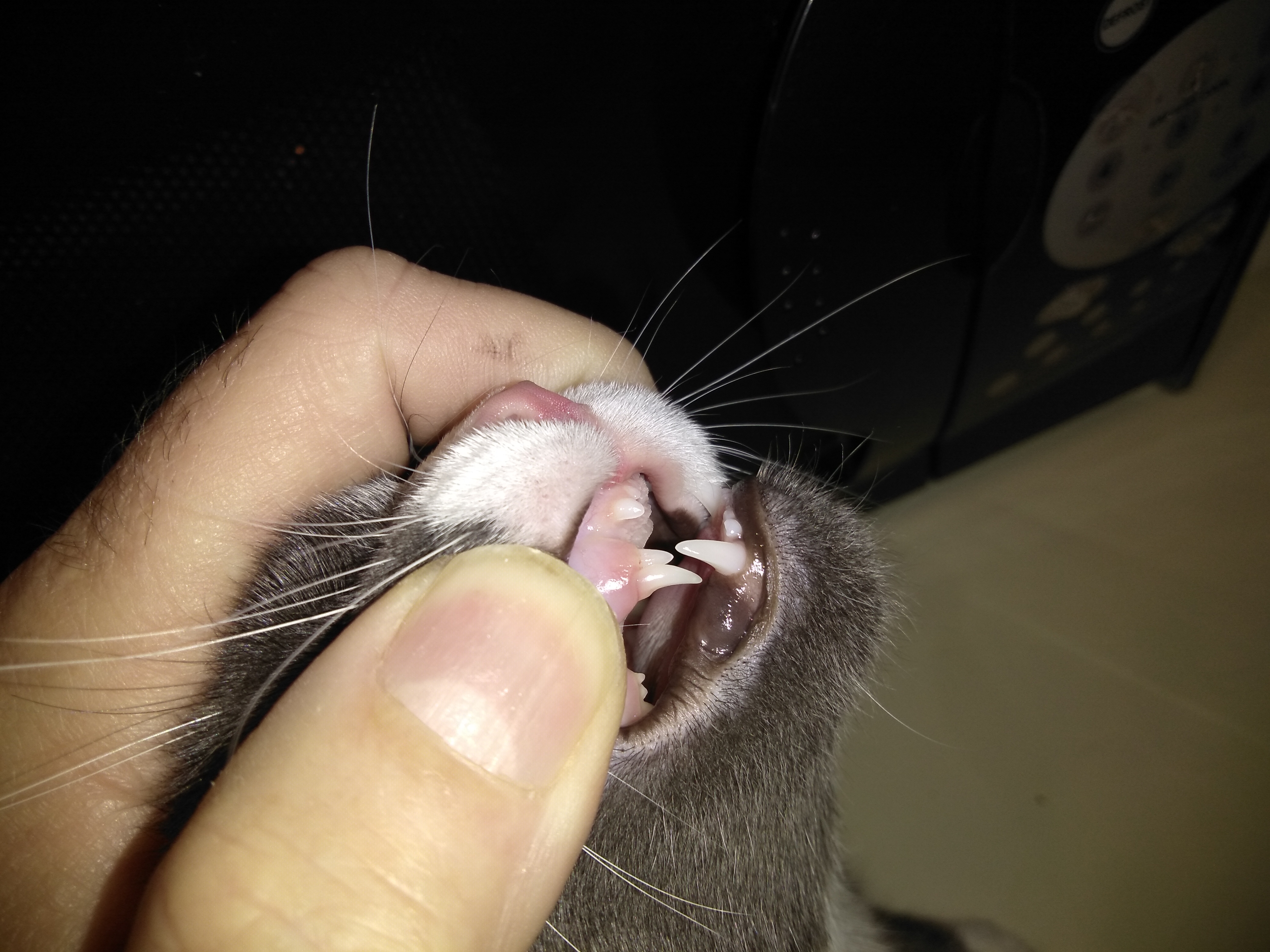 Tooth one.jpg