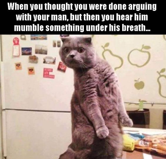Top-25-Funny-Cat-Memes-1-cats-memes.jpg