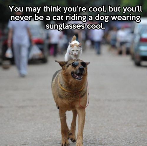 Top-25-Funny-Cat-Memes-3-cats-memes.jpg