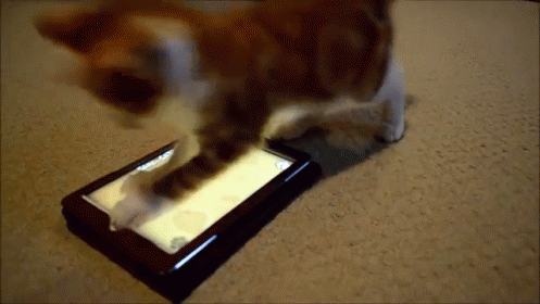 touch-screen-animal.gif