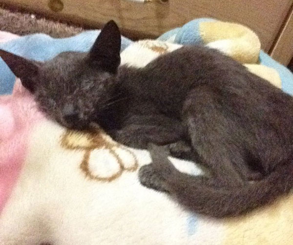 Kitten that was found in the trash and was rescued with the help of our forum members