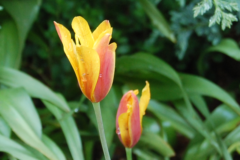 tulipsnew.jpg