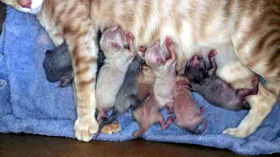 The first of two litters in this cat rescue story