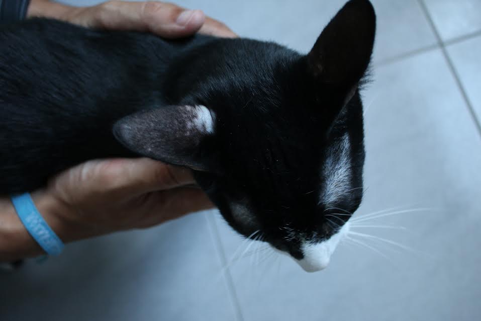 Cat Balding Behind Ears toxoplasmosis