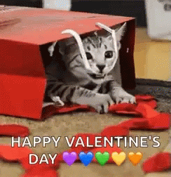 valentines-gift-cat.gif